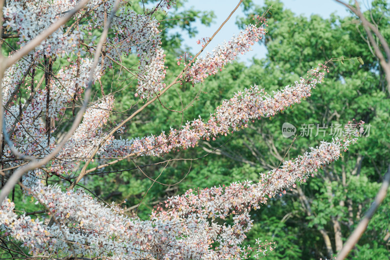 盛开的节荚决明花