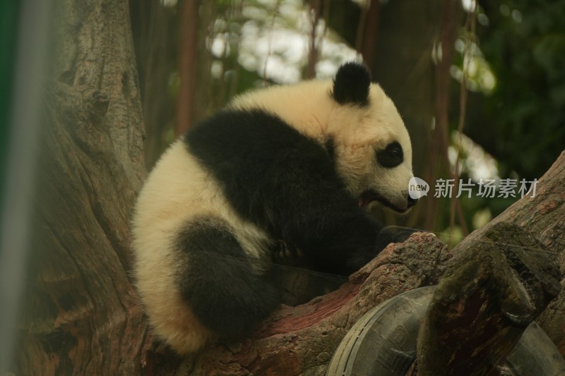 大熊猫幼崽在挂树上睡觉的可爱模样