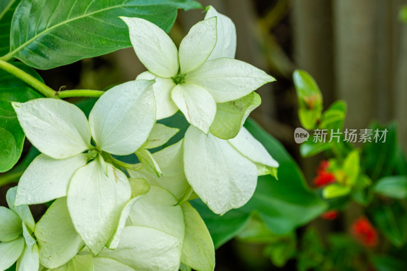 上海辰山植物园玉叶金花微距特写