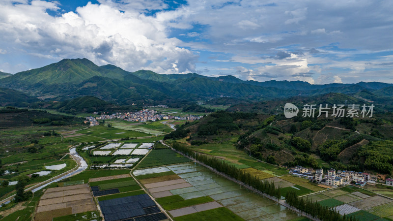 水稻种植基地，大面积的水稻田航拍