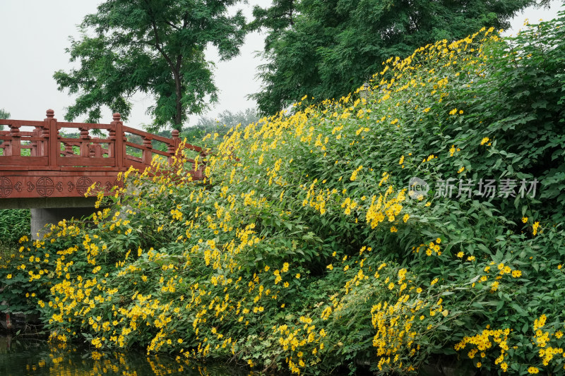 北京圆明园公园盛开的菊花