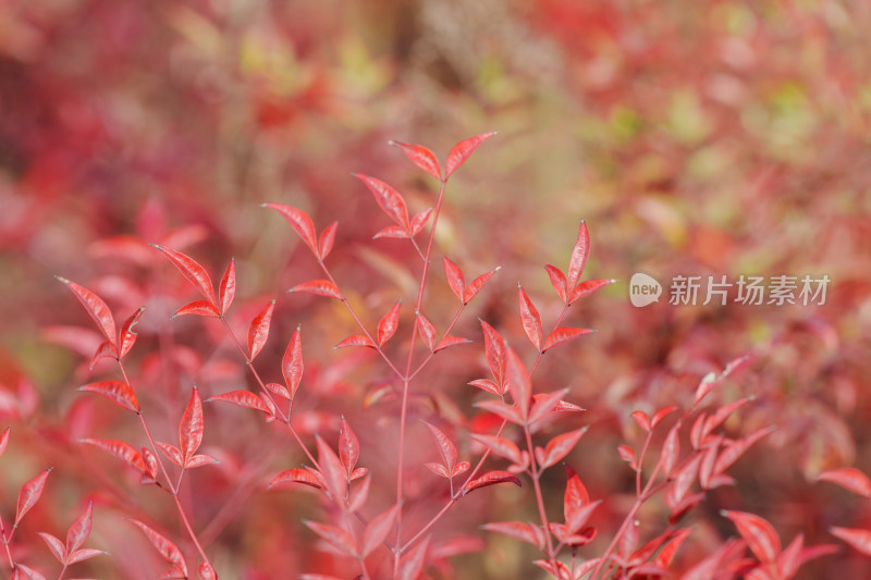 南天竹红叶植物特写