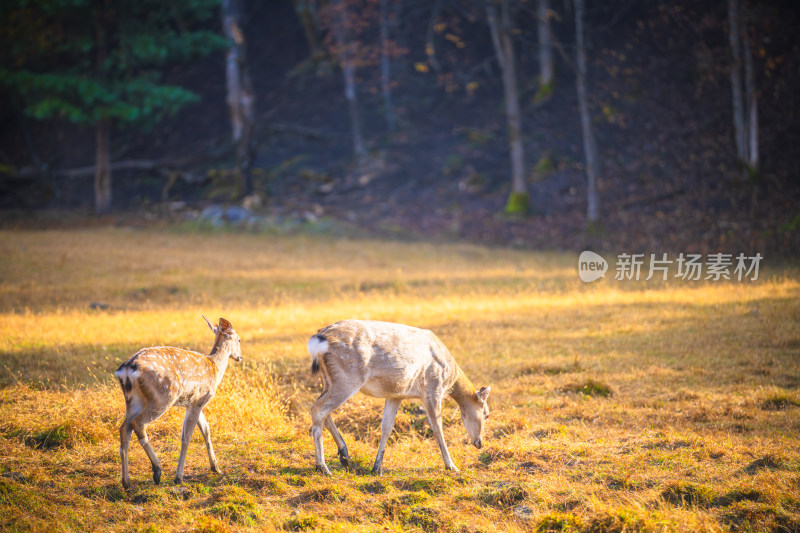 阳光森林梅花鹿