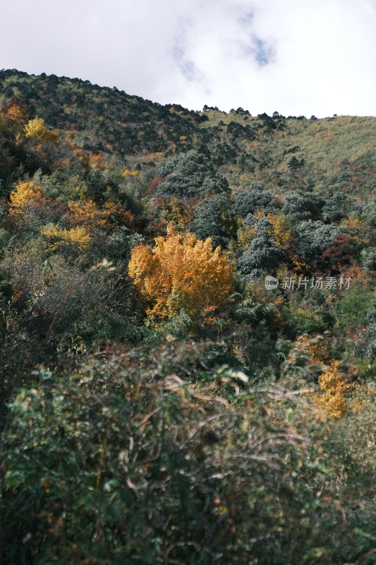 山间多彩树林景观