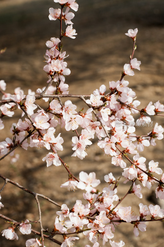 圆明园春天桃花桃树