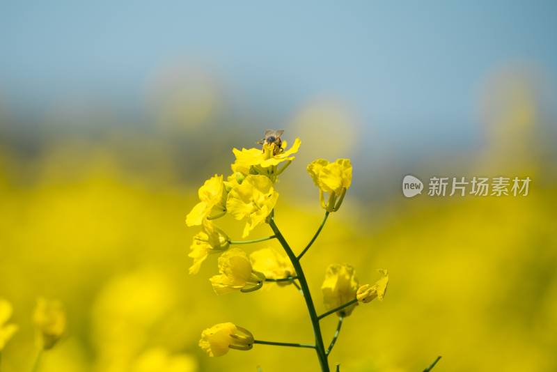 蜜蜂与油菜花