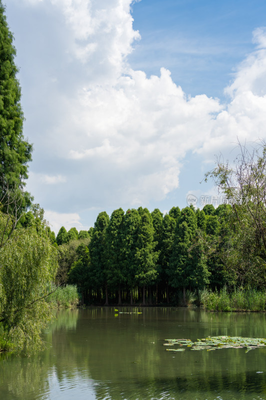 湿地公园水边茂盛树林风景图