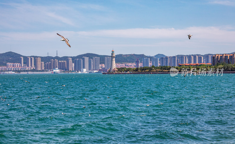 山东威海海天之间飞翔的海鸥