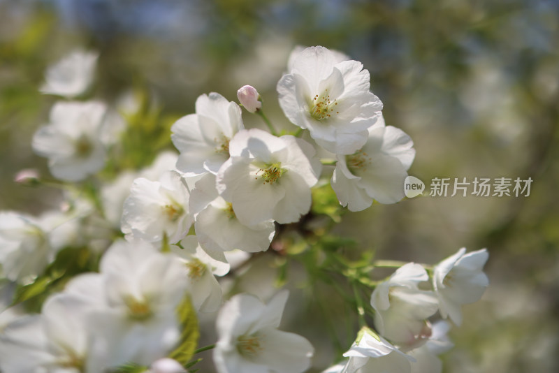 春天盛开的梨花特写