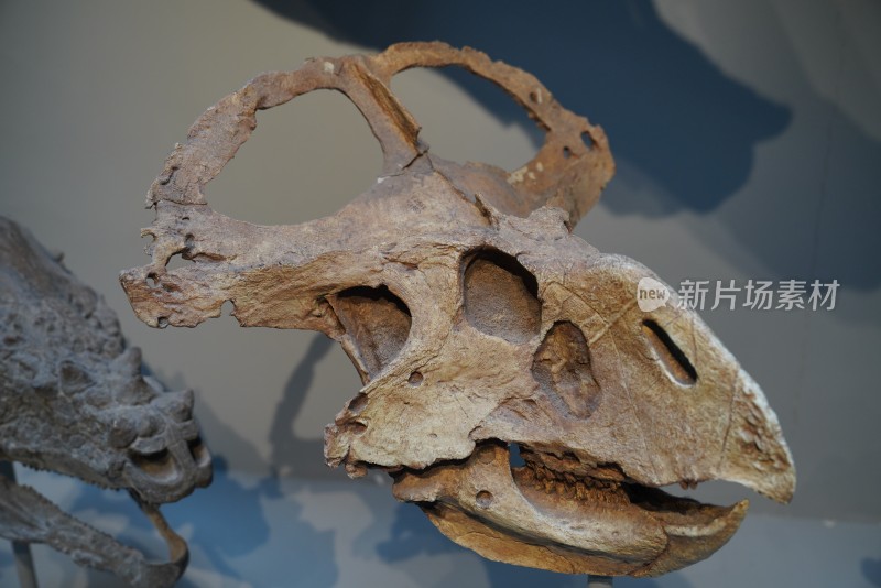 原角龙头骨化石标本