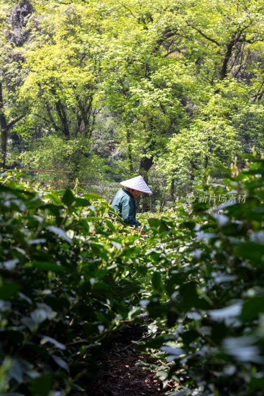 杭州九溪茶农在茶园采茶场景