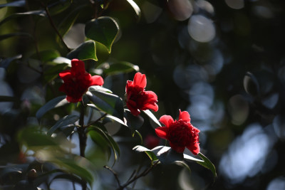 杭州西湖花港观鱼的红色山茶花