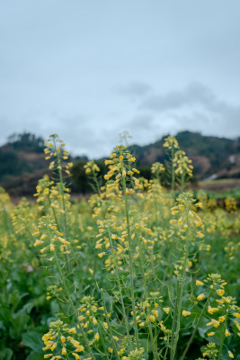 户外大片油菜花田风景