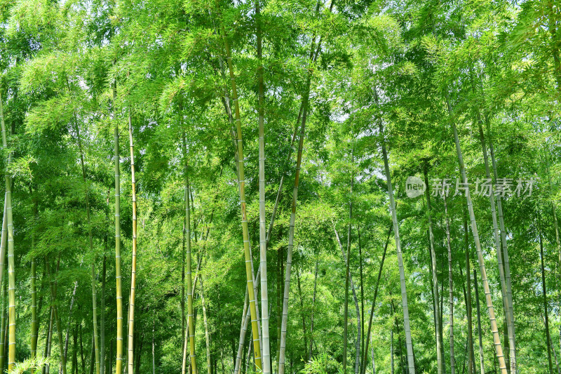 绿色竹林竹海