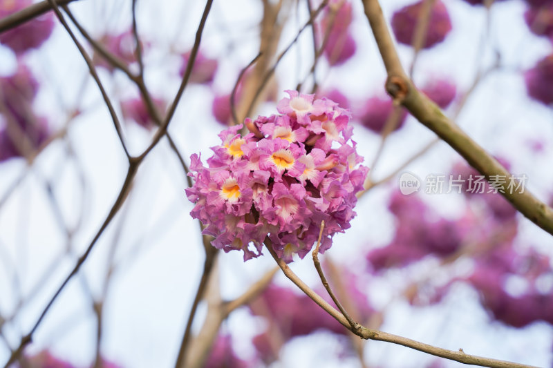 紫风铃花