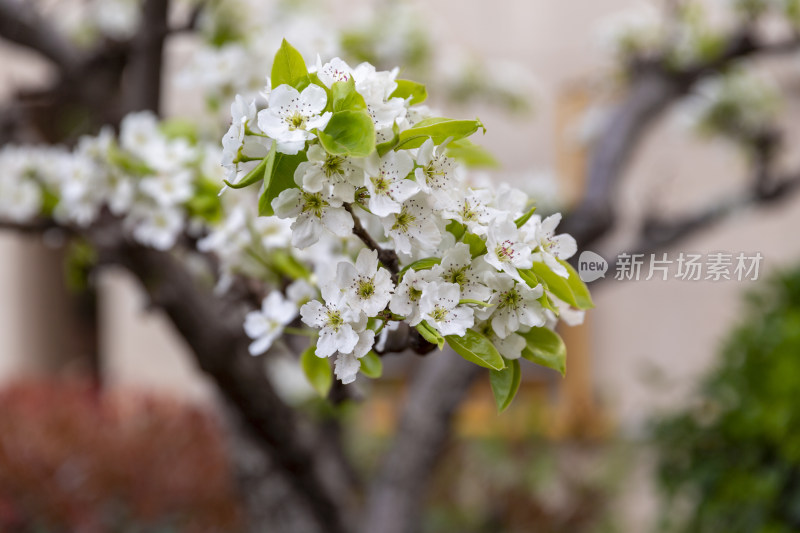 花卉植物梨花春季