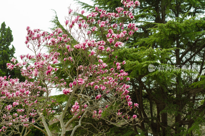 公园里玉兰树上一朵朵紫红色花朵