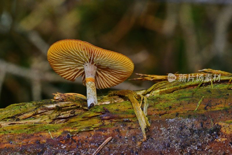 野生菌野生菌蘑菇生长环境菌类山菌