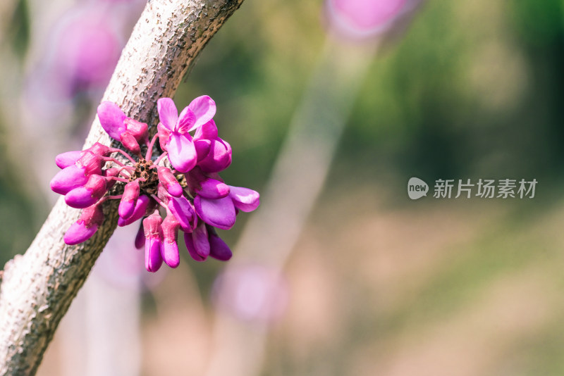 初春紫色樱花花苞特写