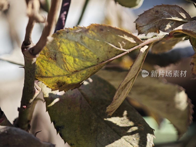 带刺植物上带有枯黄斑点的叶片