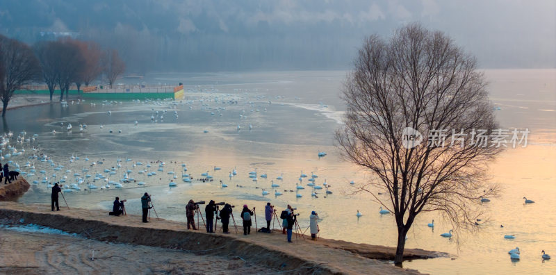 河南三门峡黄河岸边摄影人拍摄过冬的白天鹅