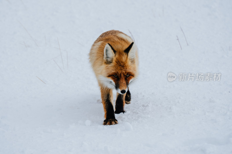 赛里木湖狐狸