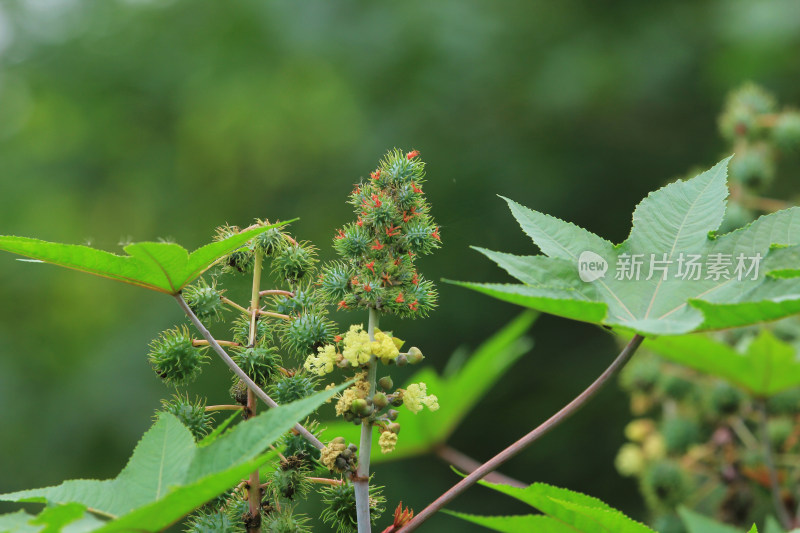 蓖麻 植物 绿色 四川成都