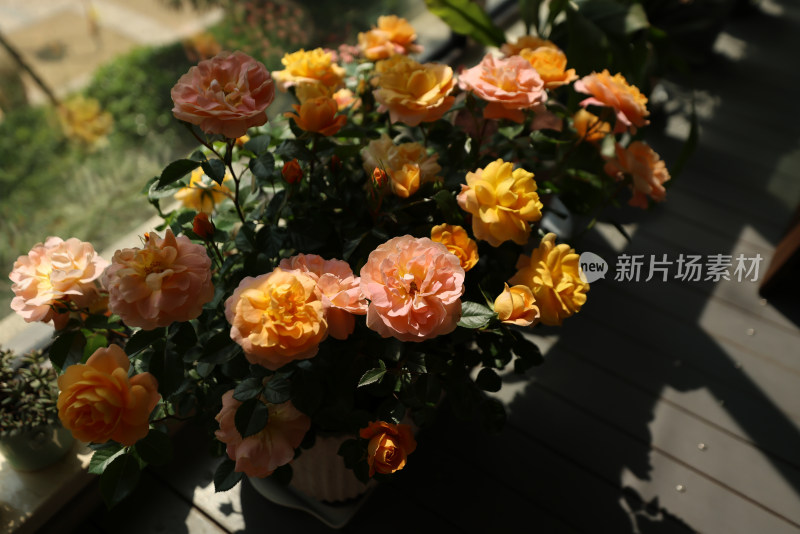 盆栽橙色月季花