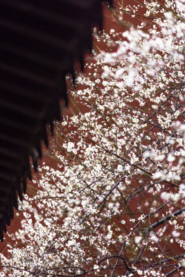 屋檐旁挂着雨滴的梅花特写