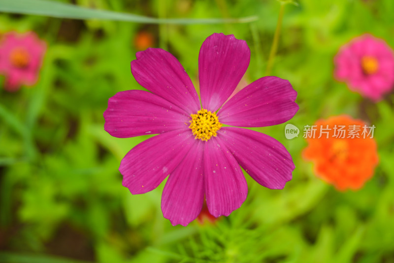 盛开的波斯菊百日草非洲菊格桑花