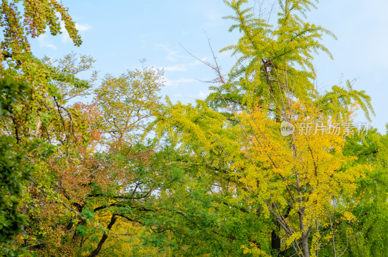 青岛八大关景区居庸关路，银杏树变橙黄色