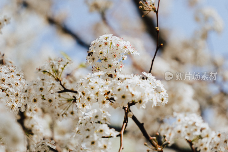 肇庆牌坊公园梨花园