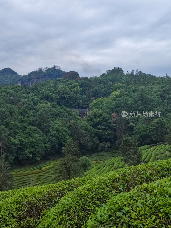 山林中绿意盎然的茶园景象