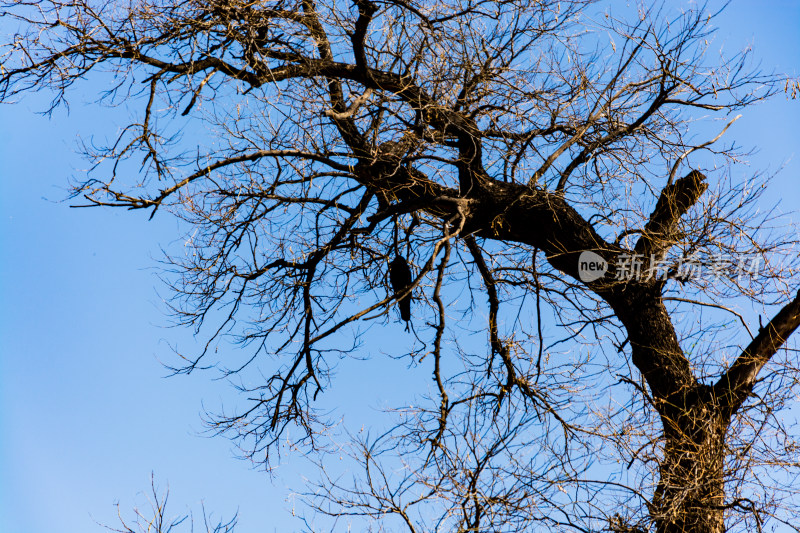 枯树上的乌鸦-DSC_8904