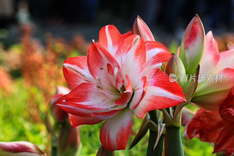 朱顶红 花孔雀 鲜花