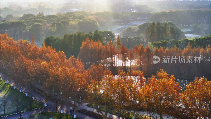 秋日树林航拍全景