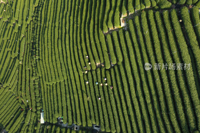 春天杭州西湖龙井茶园翁家山狮峰茶园