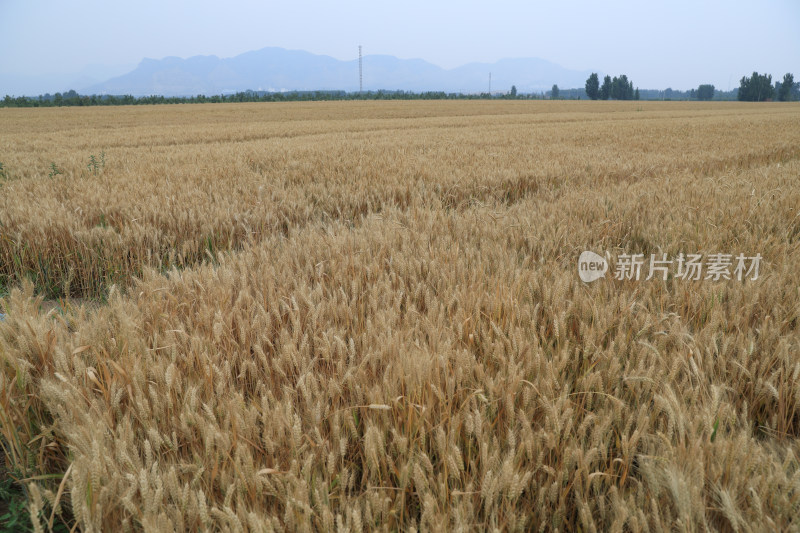 麦田麦子地成熟的小麦