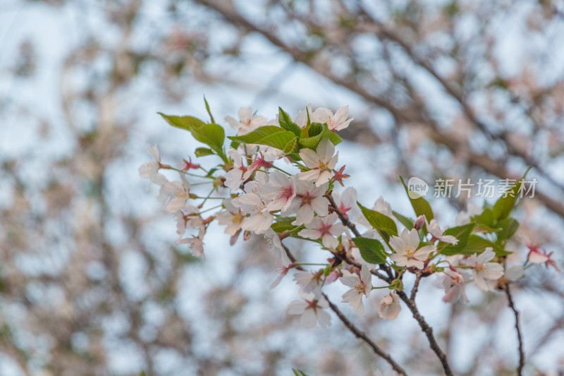 杭州钱塘江樱花大道花朵娇艳