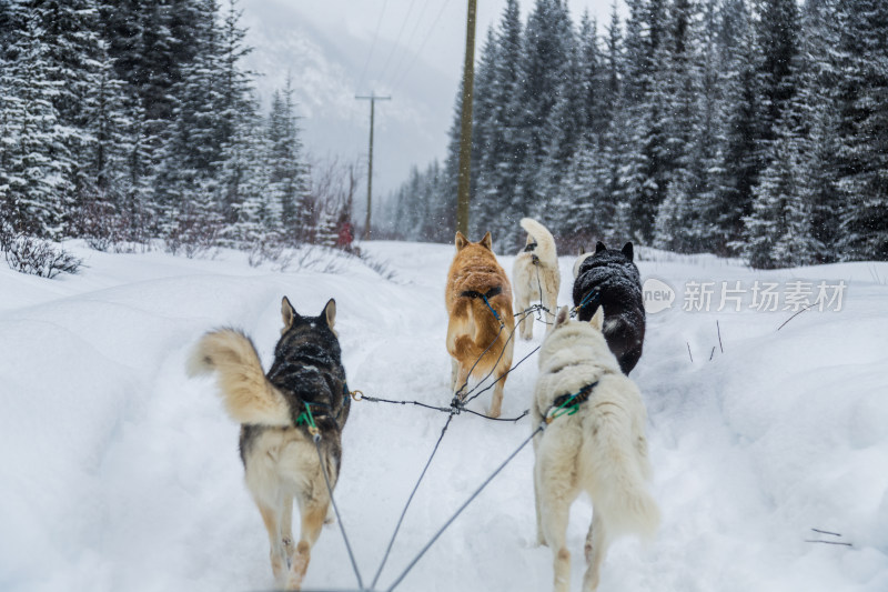 加拿大的狗拉雪橇