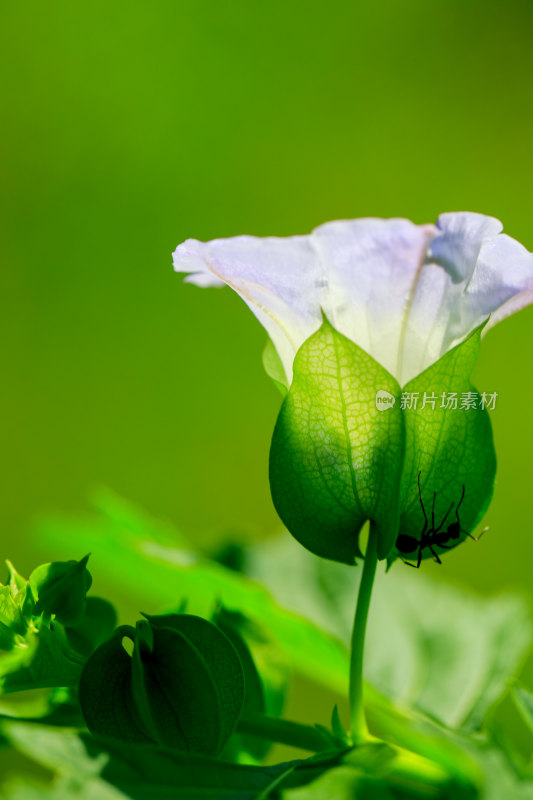 绿叶上的紫色花朵与蚂蚁