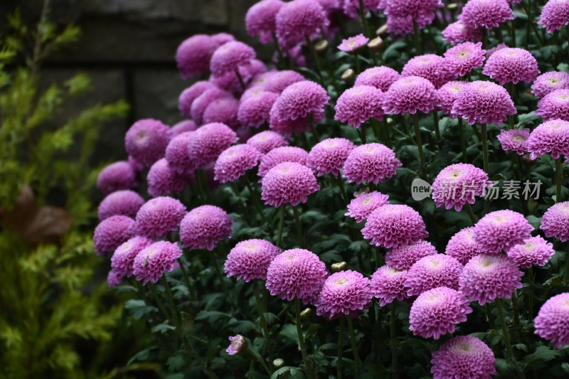 菊花特写