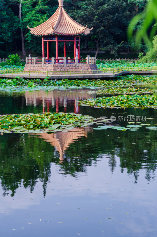 青岛中山公园小西湖夏日湖中小亭倒影