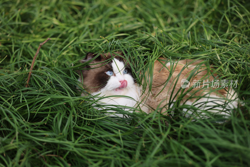 一只在草地上的布偶猫 海豹双色雄性种猫