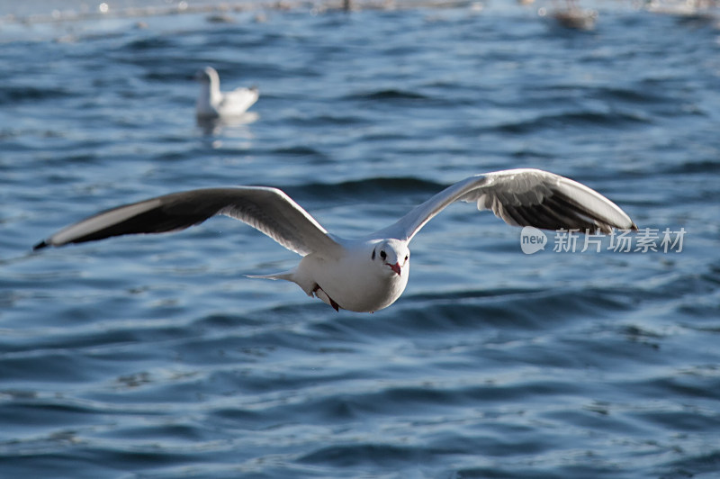 天津海河飞翔海鸥