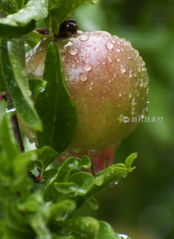 山东枣庄冠世榴园挂满雨珠的石榴幼果