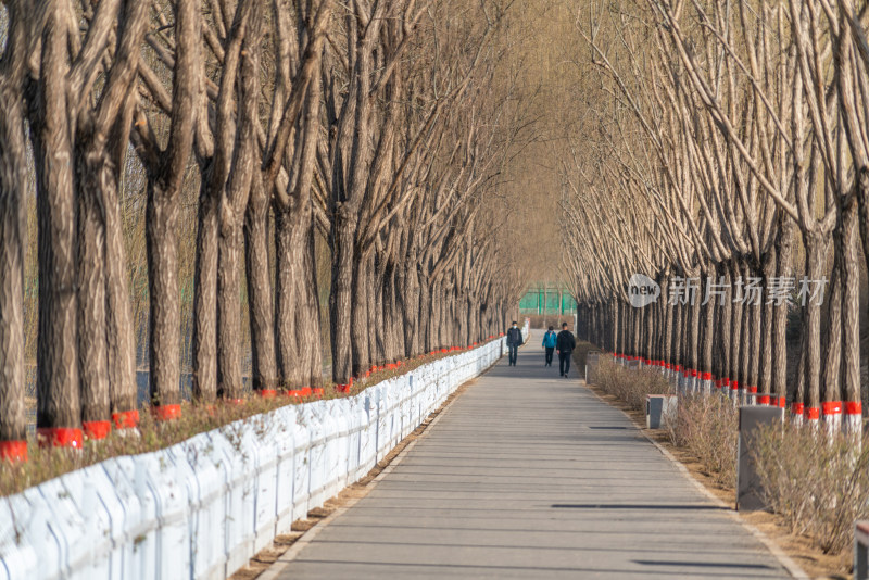 林荫小路