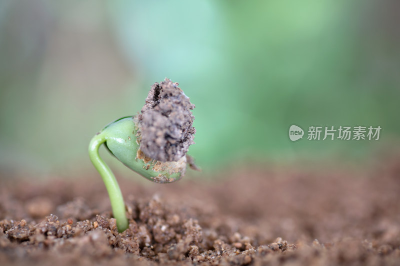 春日里土壤里生长出来的嫩芽