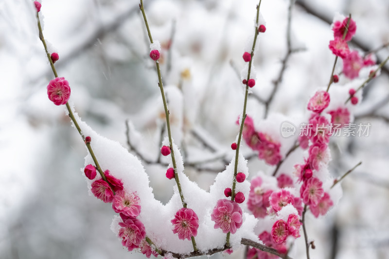 春天公园里雪中盛开的梅花