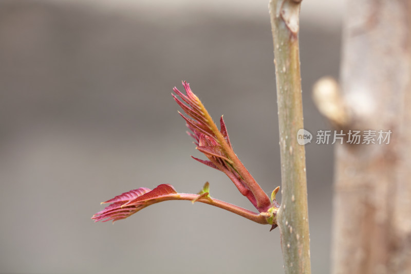 香椿嫩芽